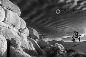 Joshua Trees in sunset light in Joshua Tree National Park, California, USA Joshua Tree National Park