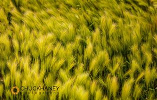 Stand of foxtail barley waves in the wind in Cottonwood, South Dakota, USA Foxtail_barley_008_396.jpg