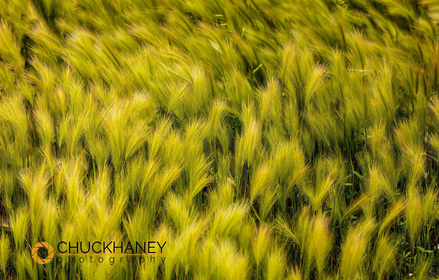 Foxtail_barley_008_396.jpg