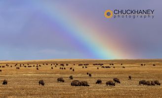 Bison-Blackfeet-Rainbow_001-517.jpg