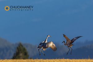 Sandhill-Cranes_009-552.jpg