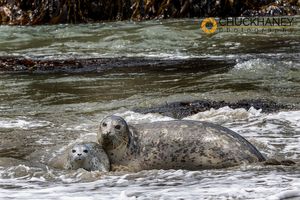 Harbor Seal mother with pup in Bandon, Oregon, USA Harbor-Seals-581.jpg