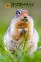 Columbian Ground Squirrel in Glacier National Park in Montana Columbian Ground Squirrel Eating
