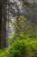 Redwoods_001-533.jpg