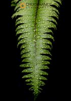 Sword-Fern-Droplets_003-581.jpg