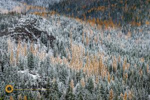 Fresh snowfall on autumn larch trees on Columbia Mountain in Columbia Falls, Montana, USA Columbia-Mtn-Snow_004-487.jpg