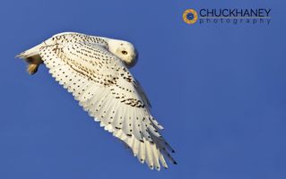 Snowy-Owl-516.jpg
