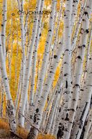 Aspen grove in autumn along Last Dollar Road in the Uncompahgre National Forest, Coloradfo, USA Aspen Grove V