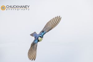Tree Swallow in flight at Ninepipe WMA near Ronan, Montana, USA Tree-Swallow_002-562.jpg