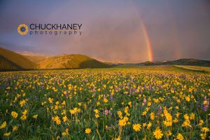 Bighorn Wildflowers