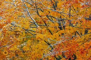 Fall color on the Keweenaw Peninsula in the Upper Peninsula of Michigan, USA UP-Fall-Color_013-469.jpg