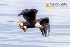 Bald-Eagle_032-556.jpg