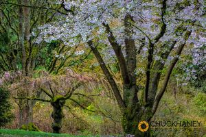 Spring bloom at the Arboretum in Seattle, Washington, USA Seattle-Arboretum_048-451.jpg