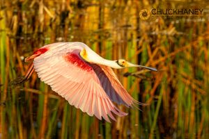 Roseate-Spoonbill_015-copy.jpg