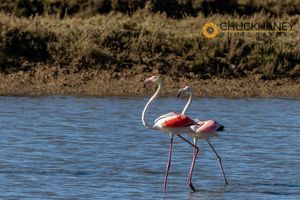 Flamingo_009-527.jpg