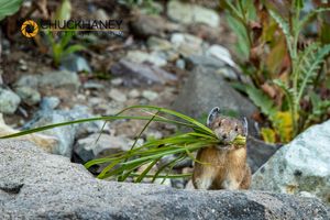 Pika harvesting grasses in Mount Rainier National Park, Washington, USA Pika_003-584.jpg
