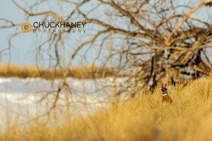 Male pheasant at Freezeout Lake WMA near Choteau, Montana, USA Pheasant-Male_018-449.jpg