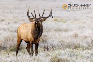 Bull Elk bugling in autumn in Telluride, Colorado, USA Elk-Bull_002-copy.jpg