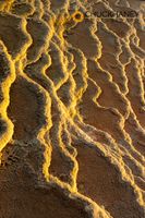 Travertine patterns on Canary Spring at sunrise at Mammoth Hot Springs in winter in Yellowstone National Park, Wyoming, USA Canary-Spring-Winter_040-501.jpg