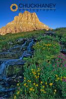 Lewis Monkey Flowers and Arnica in the Hanging Gardens area of Logan Pass with Mount Clements Mount Clements