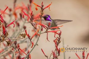 Costas-Hummingbird_043-542.jpg