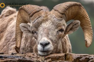 Bighorn-Sheep_008-550.jpg