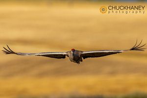 Sandhill Crane in flight in the Flathead Valley, Montana, USA Sandhill-Crane_009-569jpg.jpg