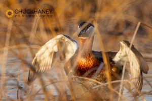 Red-Necked-Grebe_009-579.jpg