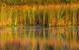 Grasses reflect in wetlands pond at sunrise at Harns Marsh Refuge near Fort Myers, Florida, USA Harns-Marsh_004-577jpg.jpg