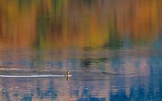 Cormorant-Reflection_001-555.jpg