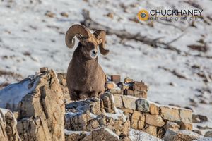 Bighorn sheep ram in early winter in Glacier National Park, Montana, USA Bighorn-Ram-Winter_056-copy.jpg