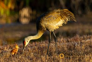 Sandhill-Cranes_063-copy.jpg