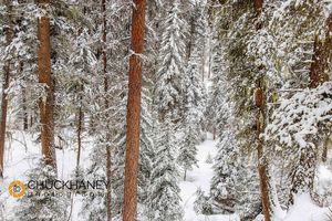 Heavy snowfall in the Stillwater State Forest near Whitefish, Montana, USA Stillwater State Forest
