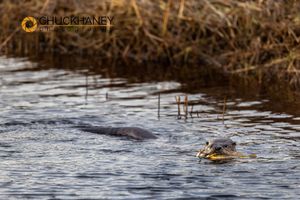 River-Otter_005-556.jpg