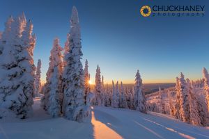 Setting sun through forest of snowghosts at Whitefish, Montana, USA Snowghosts_033-copy.jpg