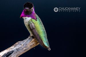 Hummingbird-Costa_004-517.jpg