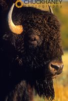Bison Bull portrait