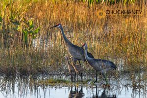 Sandhill-Crane-Colt_018-558.jpg