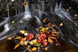 Autumn Leaves in casacde on Bond Creek at Bond Falls State Park, Michigan, USA Bond-Creek-Leaves_003-571.jpg