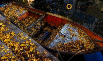 Autumn leaf strewn canalboat in Amsterdam, Netherlands Amsterdam-Leafy-Boat_001-573.jpg