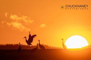 Sandhill Cranes silhouetted by the sunset in the Flathead Valley, Montana, USA Sandhill-Sunset_006-586.jpg