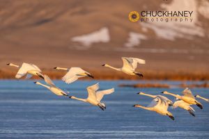 Tundra-Swans_080-530.jpg