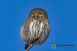 Pygmy-Owl_009-copy.jpg