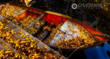 Autumn leaf strewn canalboat in Amsterdam, Netherlands Amsterdam-Leafy-Boat_003-573.jpg
