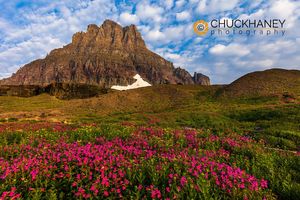 Alpine wildflowers in the Hanging Gardens of Logan Pass in Glacier National Park, Montana, USA Logan Pass