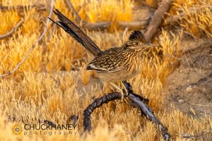 Roadrunner_008-578.jpg