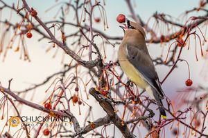 Cedar-Waxwing_018-576.jpg