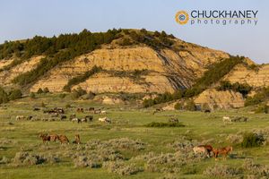 Large Gathering of Wild Horses in Theodore Roosevelt National Park, North Dakota, USA TR-Wild-Horse-Herd_005-564.jpg