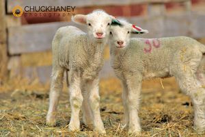 Pair of Targhee Lambs
