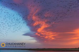 Snow geese lift off with dramatic lenticular cloud sunrise sky during spring migration at Freezeout Lake WMA near Choteau, Montana, USA Snow-Geese-Freezeout_032-502.jpg